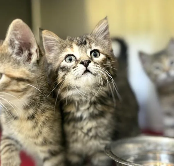 A baby small-sized female Domestic Medium Hair cat named Katie for adoption in Sioux City, IA