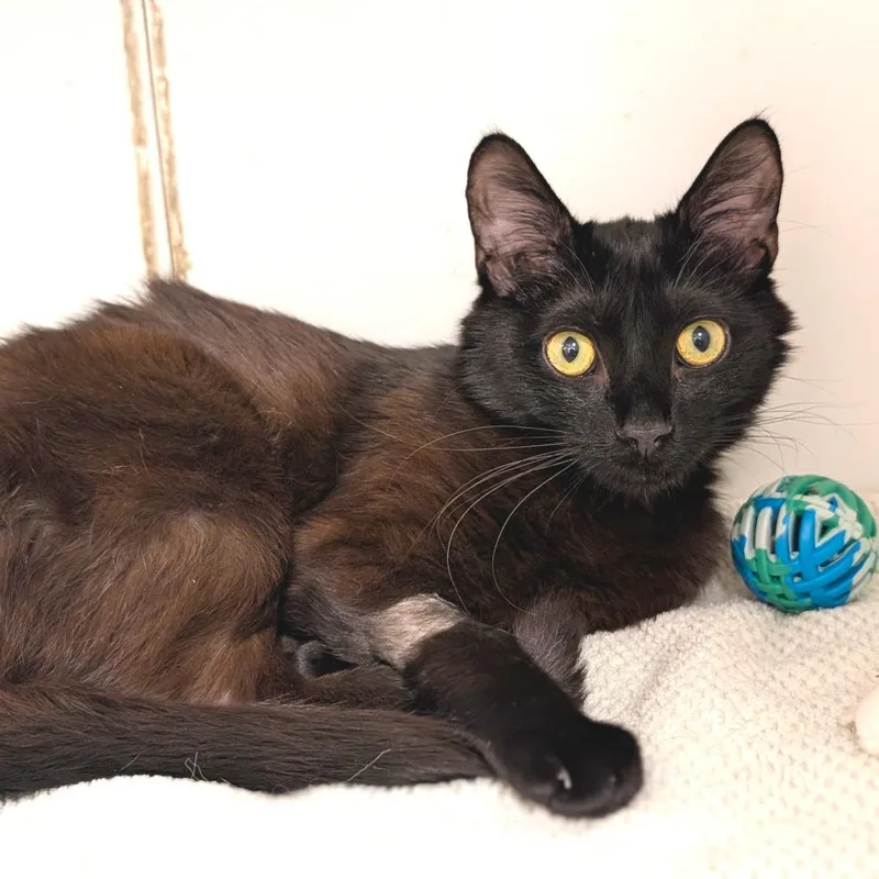 Little Luna City Of thumbnail 2