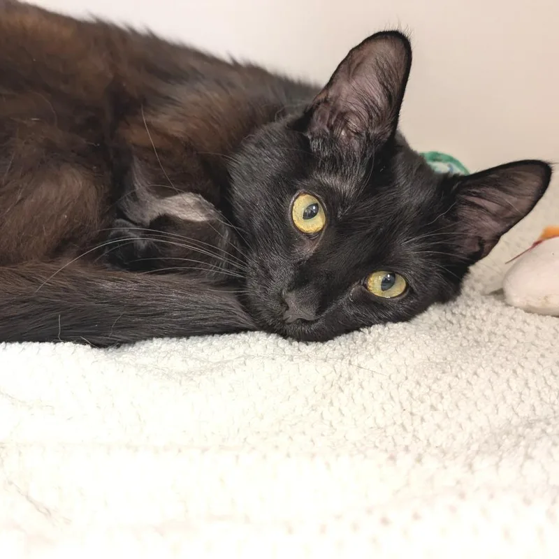 Little Luna City Of thumbnail 4