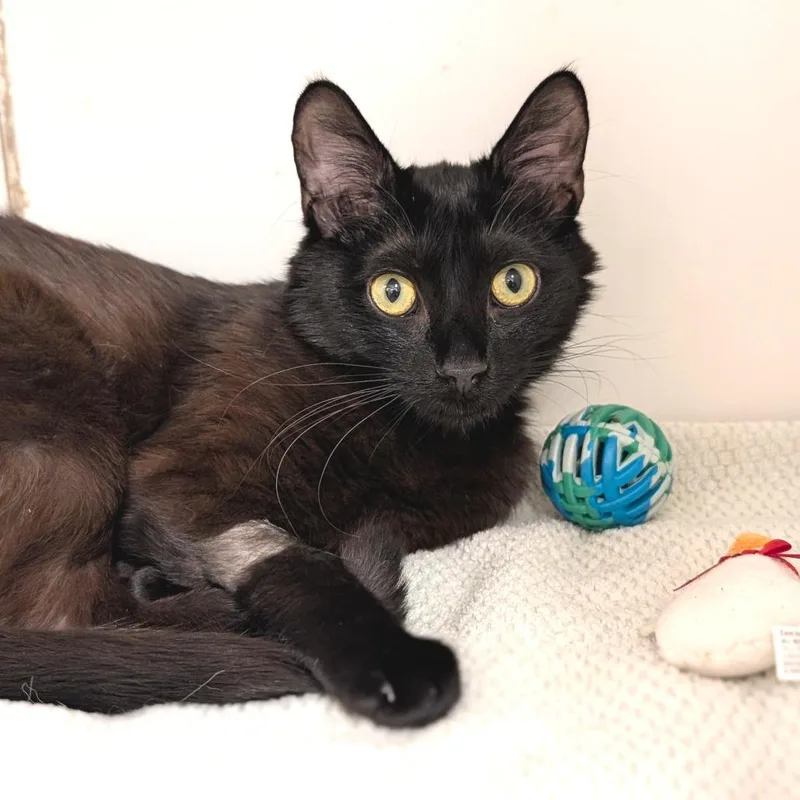 Little Luna City Of thumbnail 5