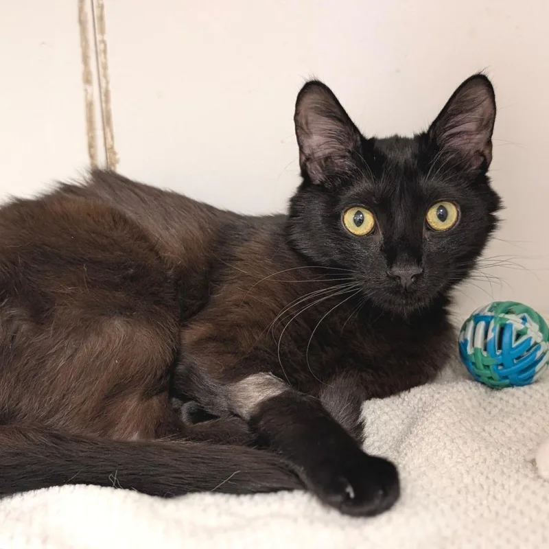 Little Luna City Of thumbnail 6