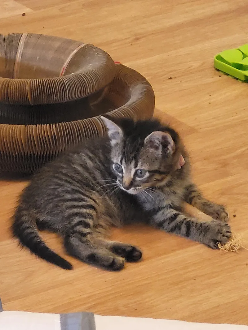 A baby large-sized female Tabby (Brown / Chocolate) Domestic Short Hair cat named Cyclone for adoption in Homewood, IL