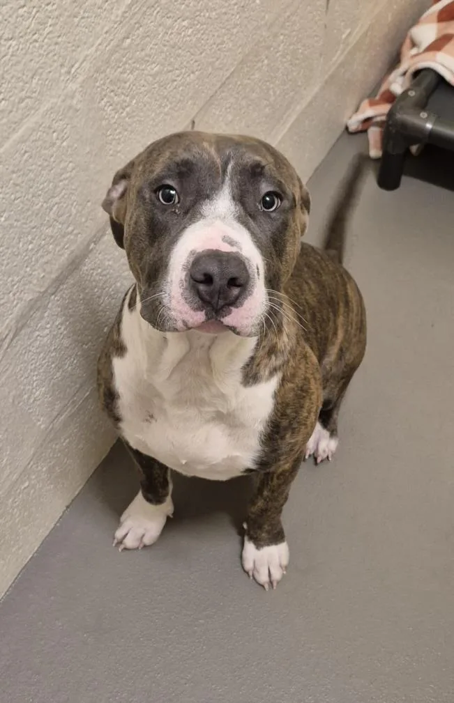 A young small-sized male Pit Bull Terrier dog named Haze for adoption in Hagerstown, MD