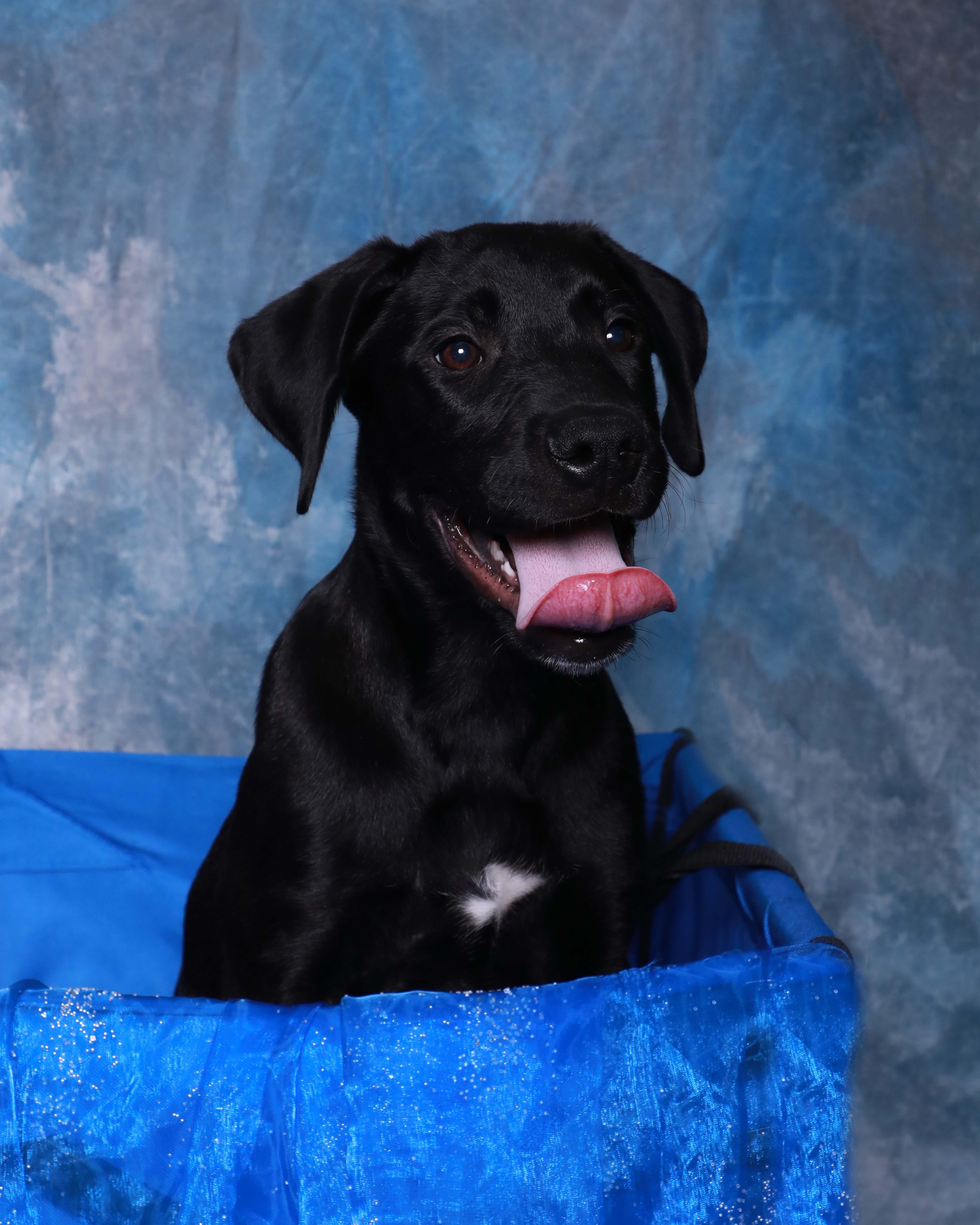 A baby large-sized male Labrador Retriever dog named Hershey for adoption in Rock Falls, IL