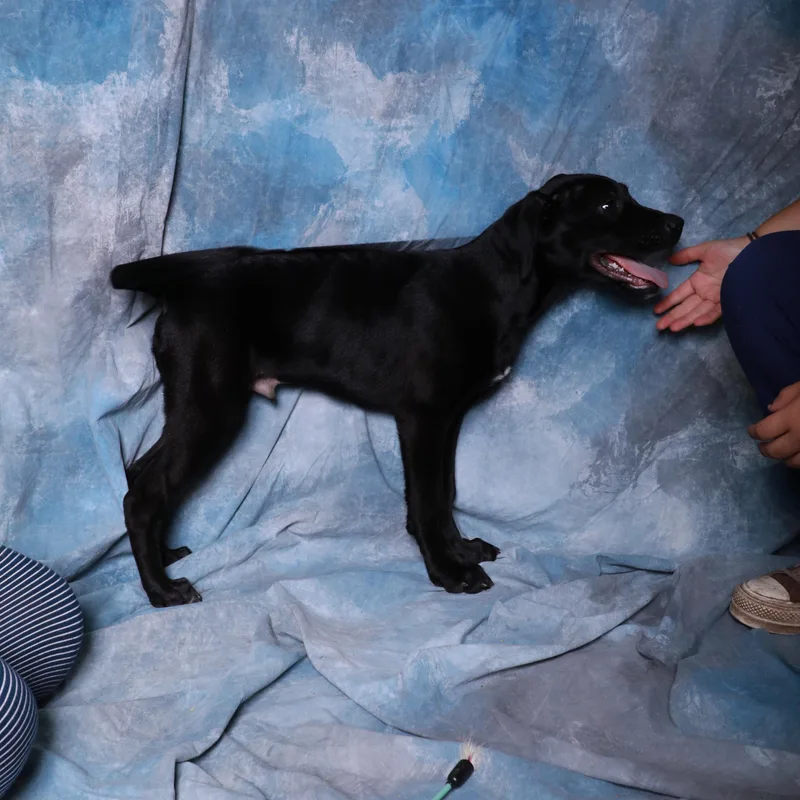 Hershey thumbnail 2