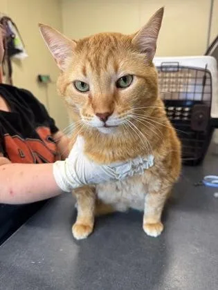 A senior medium-sized male Domestic Short Hair cat named Roman for adoption in Clarks Summit, PA