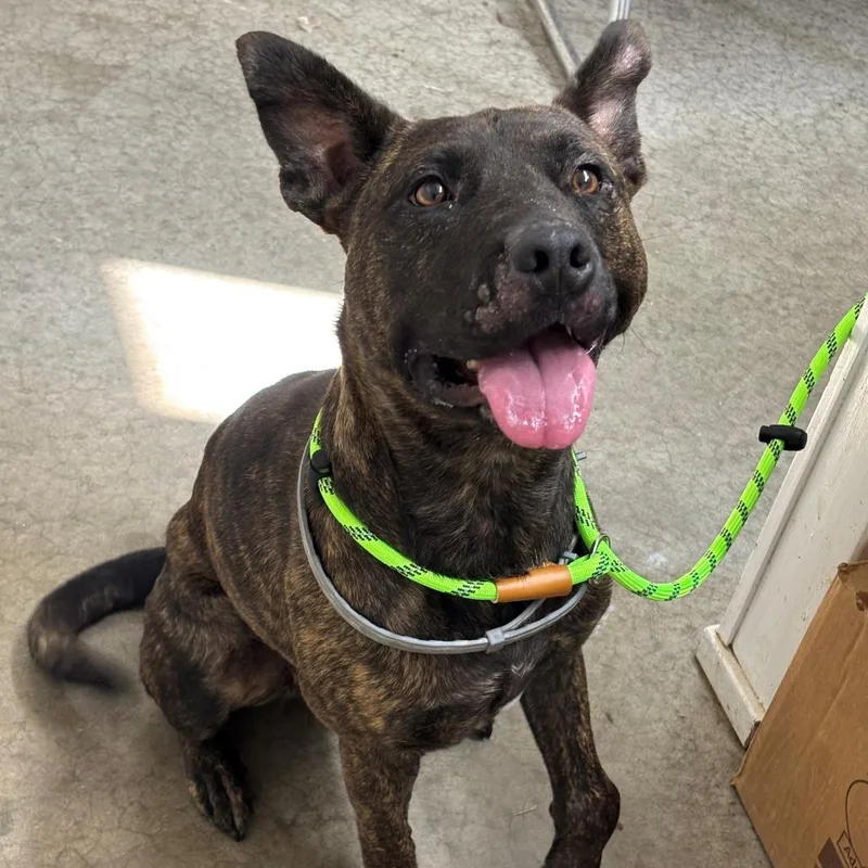 An adult medium-sized female Brindle Dutch Shepherd dog named Mona for adoption in Falmouth, KY