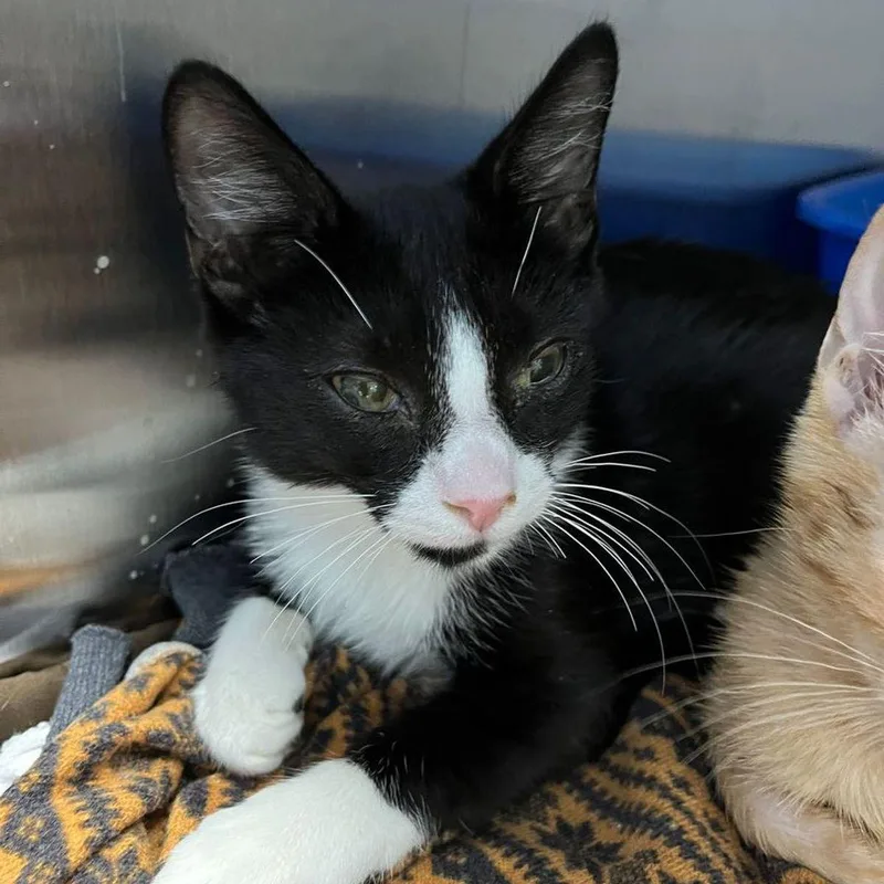 A young small-sized male Black Domestic Short Hair cat named Avery for adoption in Kingman, AZ