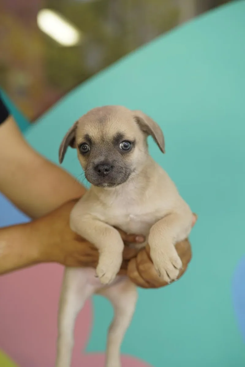 A baby small-sized male French Bulldog dog named Keeper for adoption in Pasadena, CA