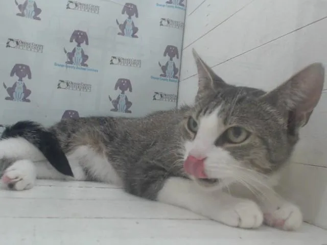 An adult small-sized female Domestic Short Hair cat named Sky for adoption in Orlando, FL