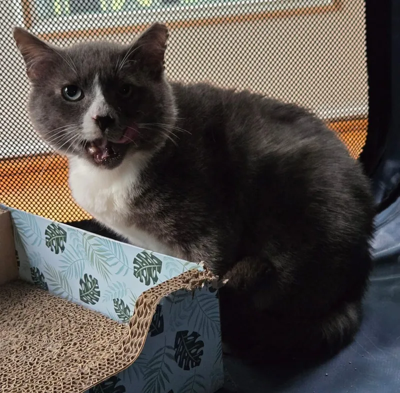 An adult medium-sized male Gray & White Domestic Short Hair cat named Beefsteak for adoption in Blanch, NC