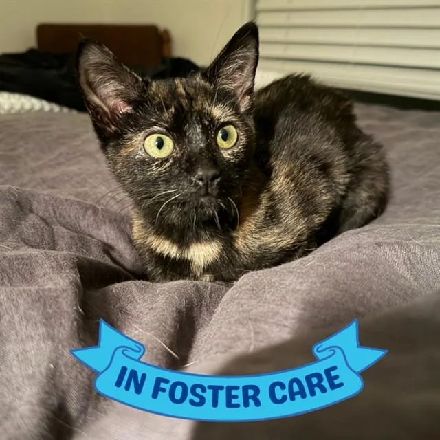 A baby small-sized female Domestic Short Hair cat named Rose for adoption in Tallahassee, FL