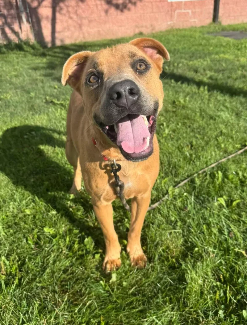 A young large-sized male Red / Chestnut / Orange Labrador Retriever dog named Rex for adoption in Maryville, MO