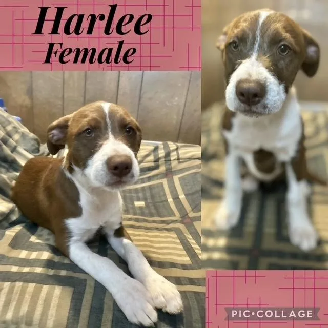 Harlee