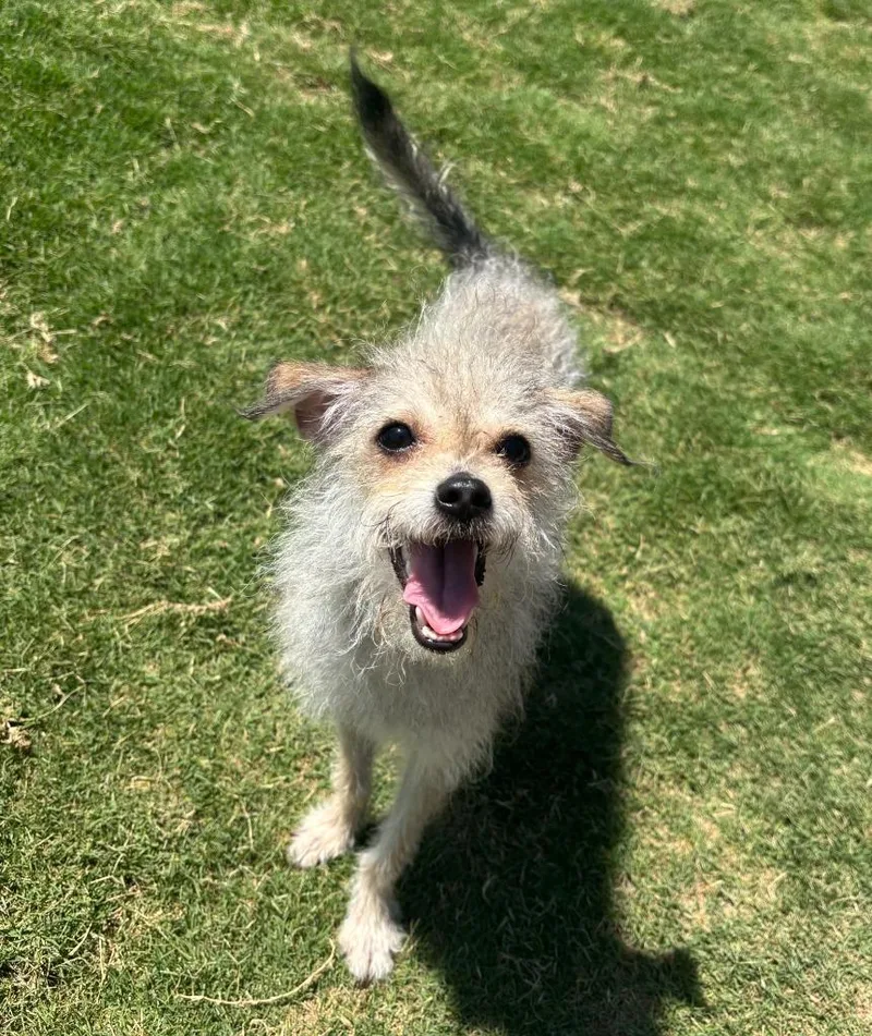 A young small-sized female Yorkshire Terrier dog named Tink for adoption in Little Elm, TX