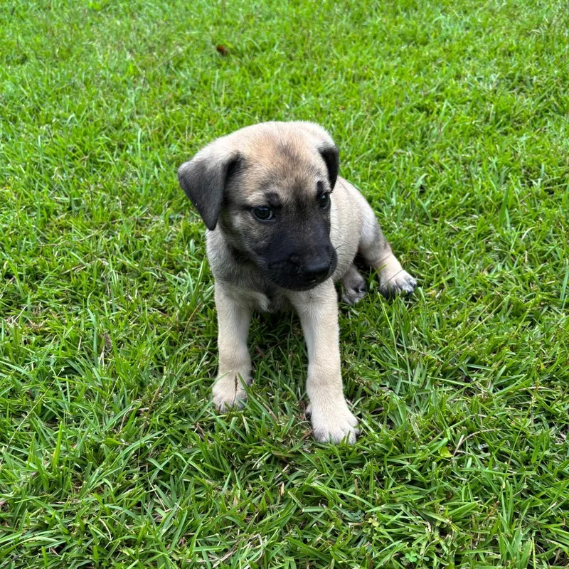 Porter