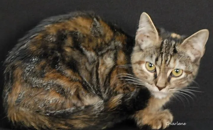 A young medium-sized female Torbie cat named Perfect Order for adoption in Newland, NC