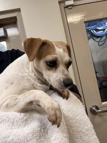 A baby small-sized female Terrier dog named Apple for adoption in Honolulu, HI