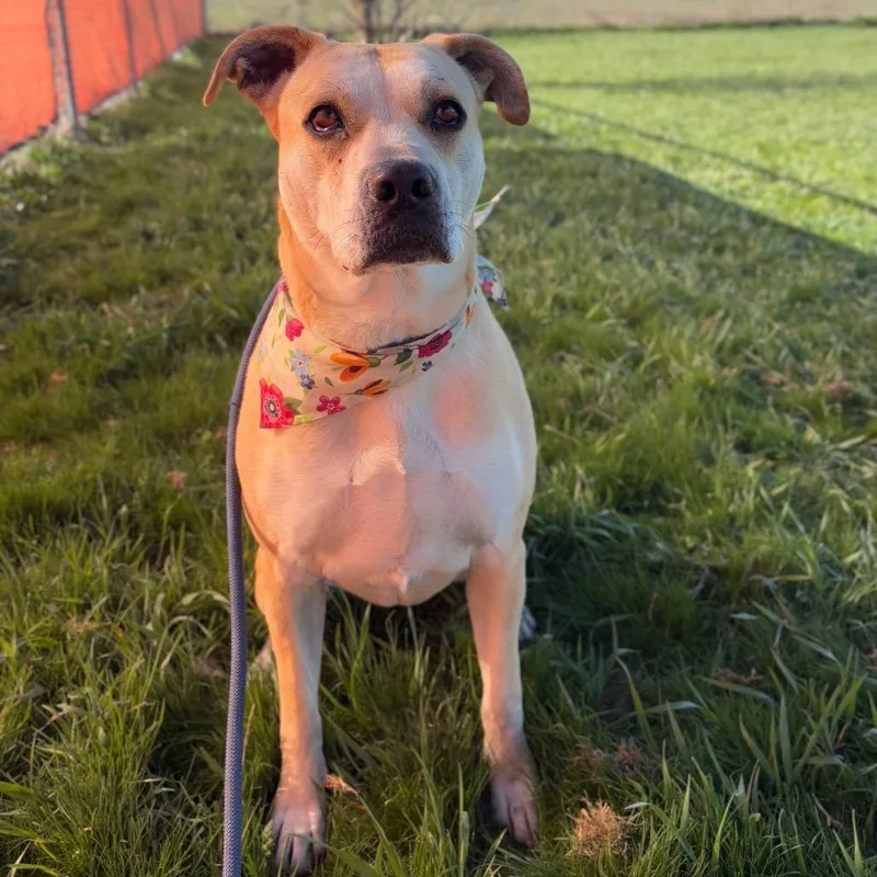 An adult large-sized female Yellow / Tan / Blond / Fawn Mixed Breed dog named Honey for adoption in Spokane, WA