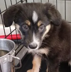 A baby large-sized female Australian Shepherd dog named Pearl for adoption in West Memphis, AR