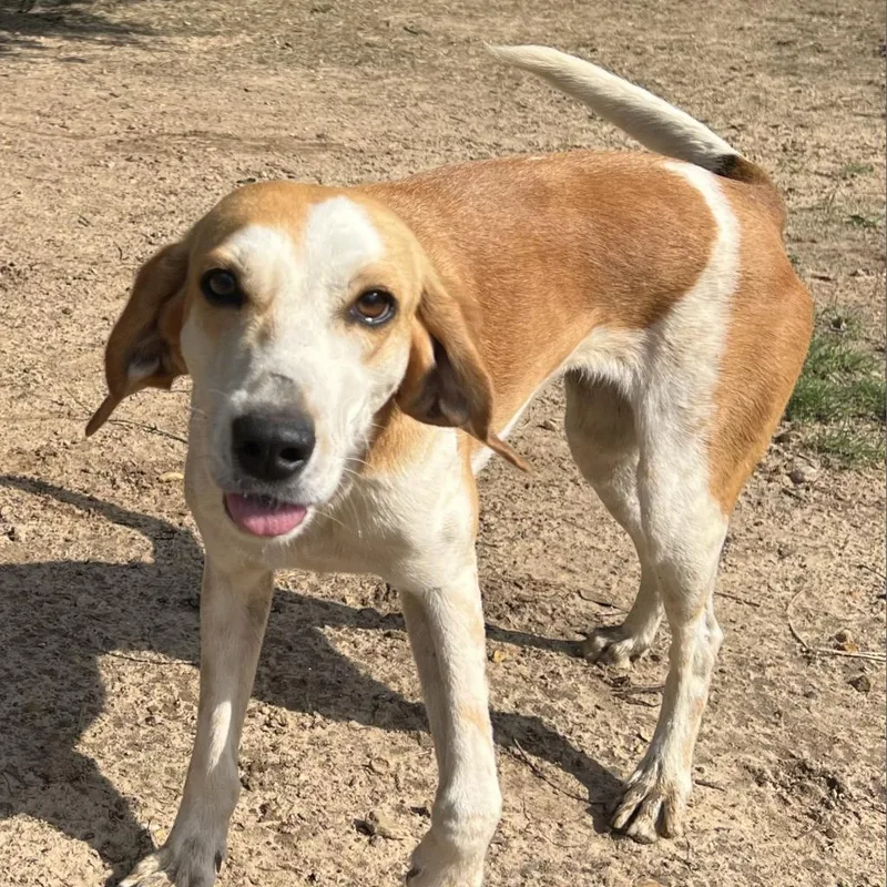 An adult medium-sized female Red / Chestnut / Orange Treeing Walker Coonhound dog named Pearl for adoption in Wiggins, MS