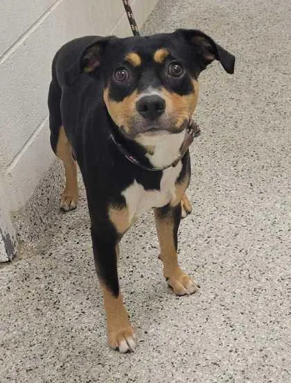 An adult medium-sized male Black Mixed Breed dog named Martin for adoption in Kansas City, MO