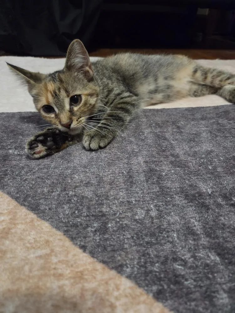 A baby small-sized female Domestic Short Hair cat named Peacock for adoption in Lincoln Park, MI