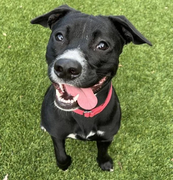 Cleopatra Genevieve thumbnail 2