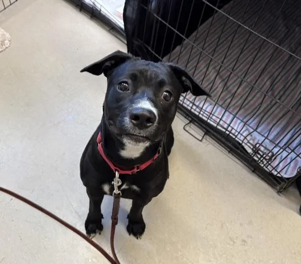 Cleopatra Genevieve thumbnail 3