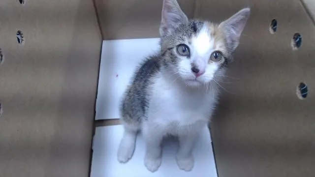 A baby medium-sized female Domestic Short Hair cat named Daffodil for adoption in Downey, CA