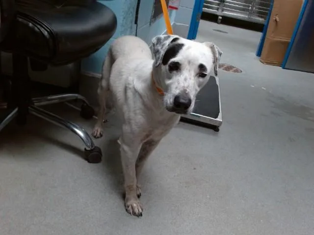 A young medium-sized female Dalmatian dog named Lady for adoption in Albuquerque, NM