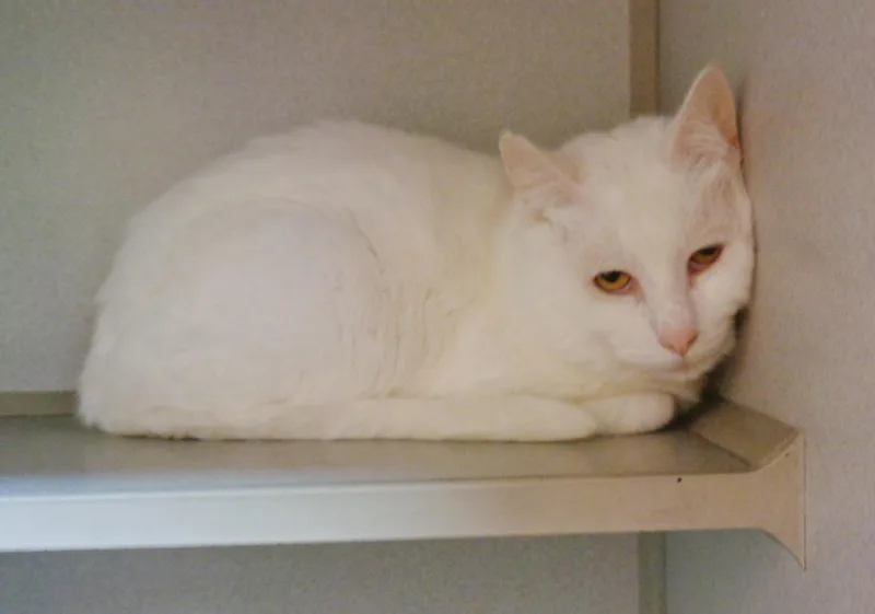 An adult small-sized male White Domestic Short Hair cat named Apple Crisp for adoption in Delhi, NY