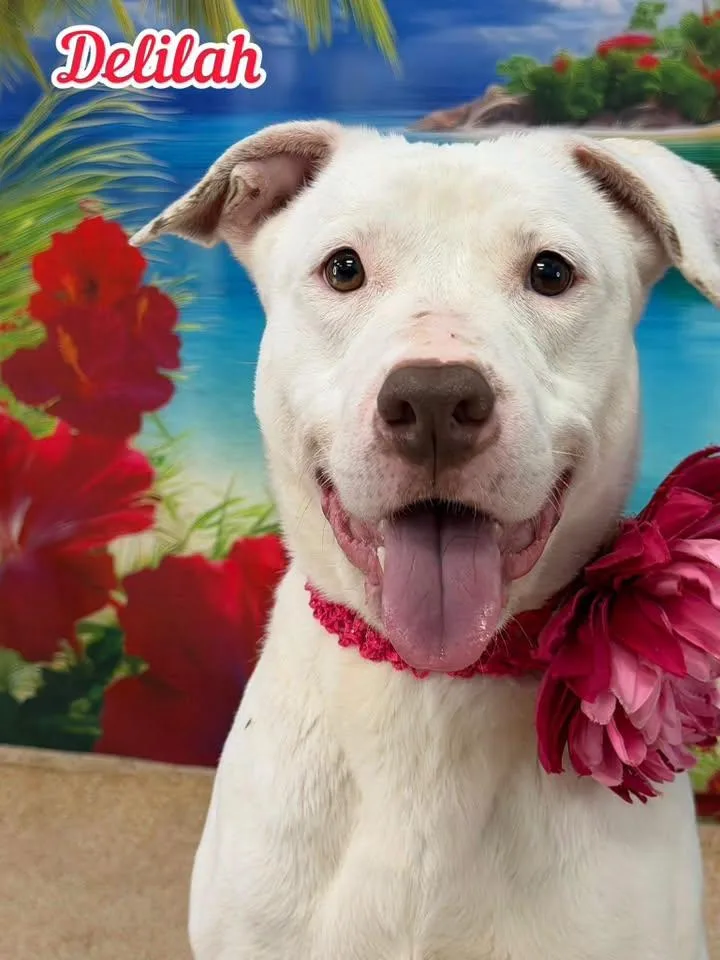 An adult medium-sized female White / Cream Mixed Breed dog named Delilah for adoption in Flint, MI