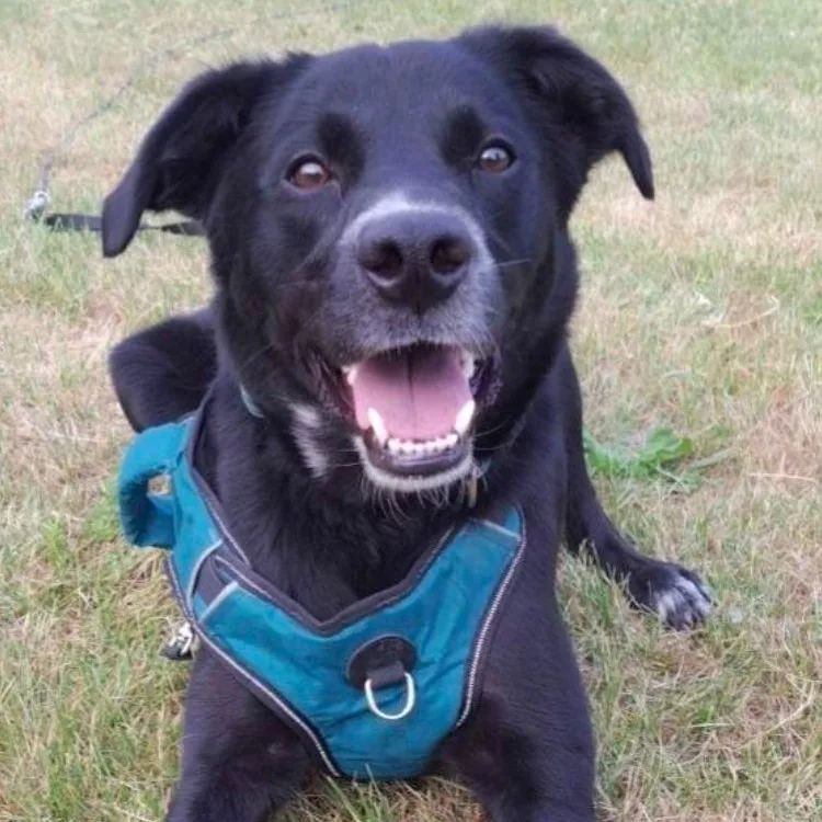 A young medium-sized male Cattle Dog dog named Axel for adoption in Midland, MI
