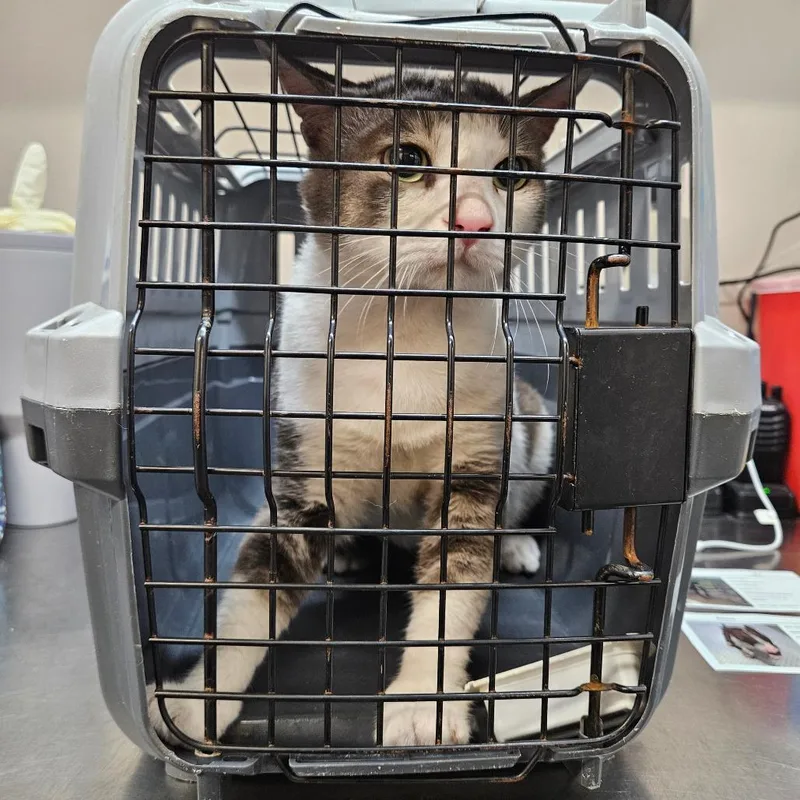 An adult medium-sized male White American Wirehair cat named Leo for adoption in Lake Jackson, TX