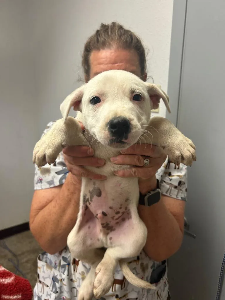 A baby large-sized female Australian Cattle Dog / Blue Heeler dog named Lilly for adoption in Lockhart, TX
