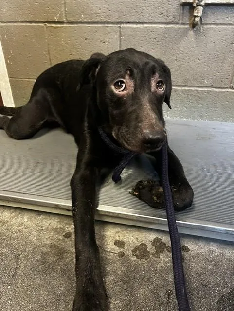A young medium-sized male Belgian Shepherd / Malinois dog named Brian for adoption in Downey, CA