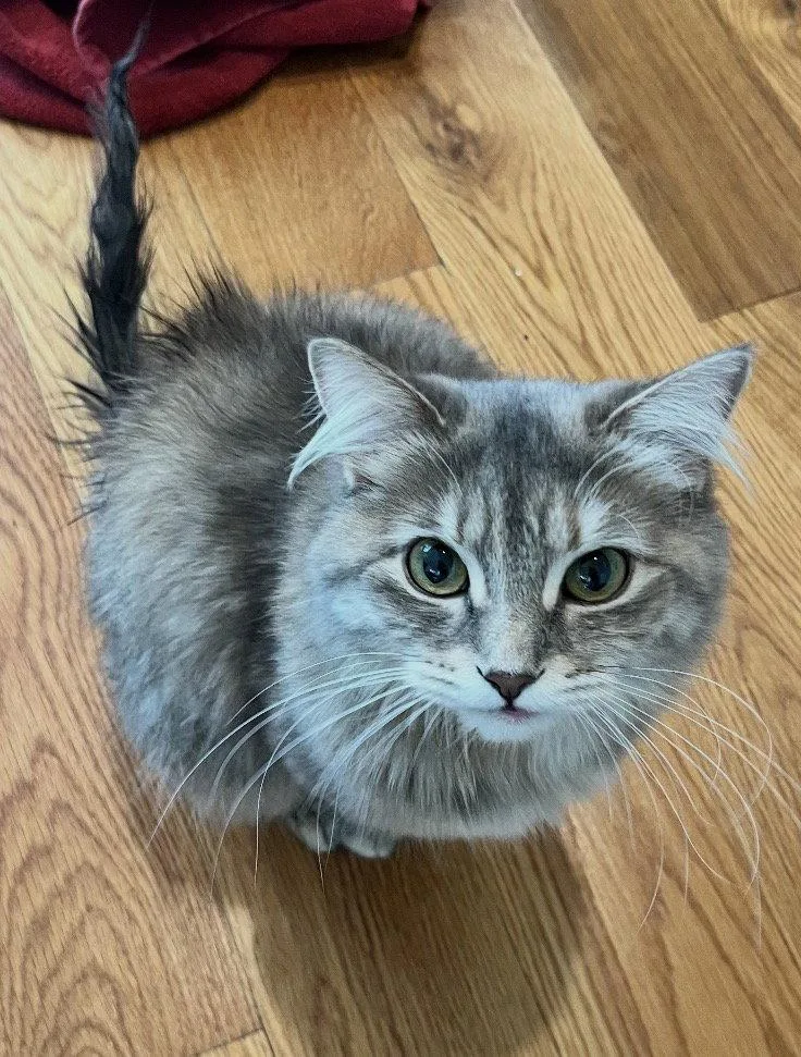 A young medium-sized female Gray / Blue / Silver Domestic Medium Hair cat named Roxie for adoption in Brooklyn, NY