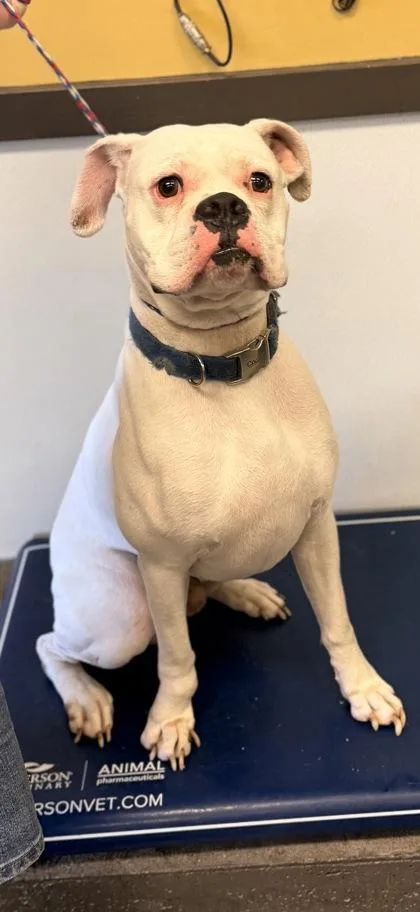 An adult medium-sized male Boxer dog named Samno Menhousebroken for adoption in Bowling Green, KY