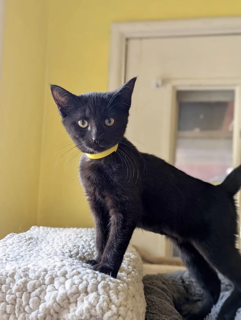 Patience thumbnail 2