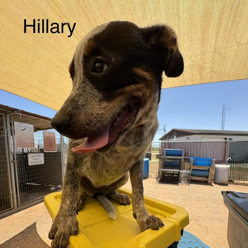 Hillary