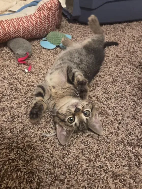 A young medium-sized male Domestic Short Hair cat named Cali for adoption in Anna, TX
