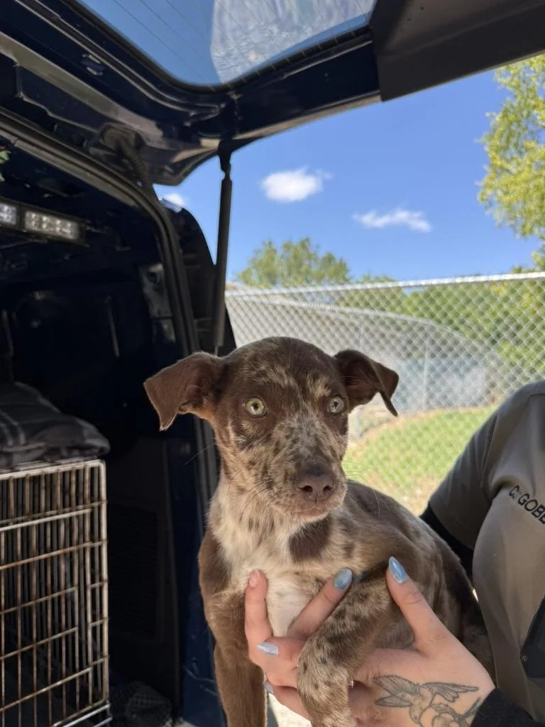 A baby medium-sized male Mixed Breed dog named Noah for adoption in Lawrenceburg, TN