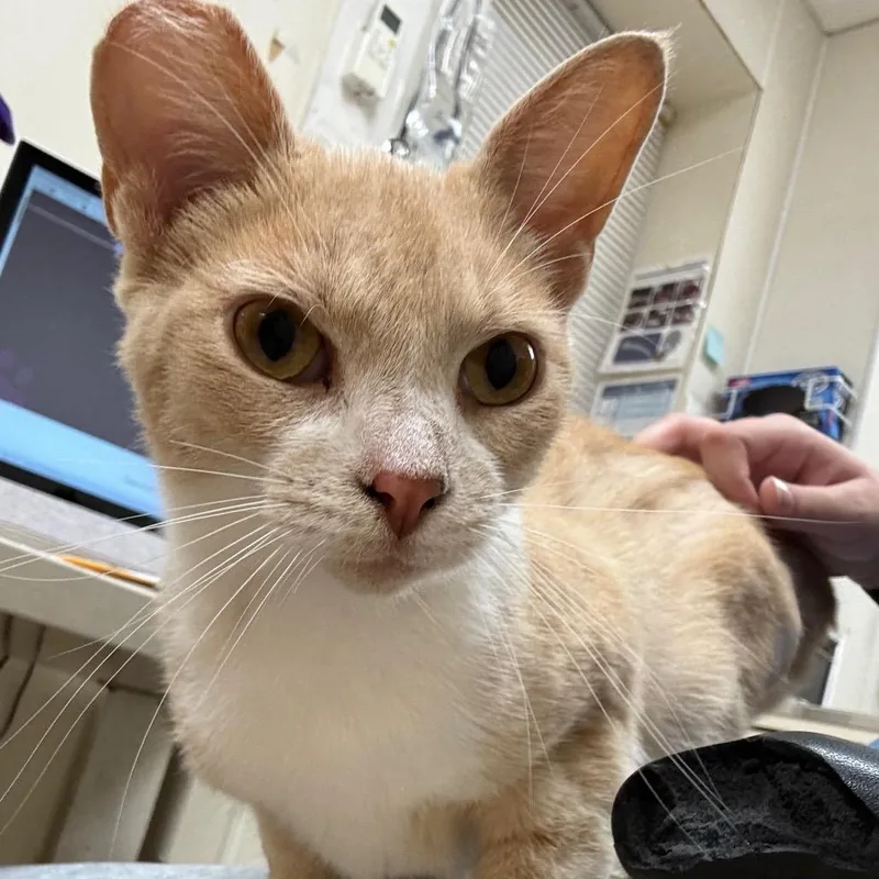 An adult medium-sized female Cream / Ivory Domestic Short Hair cat named Bailey for adoption in Pekin, IL