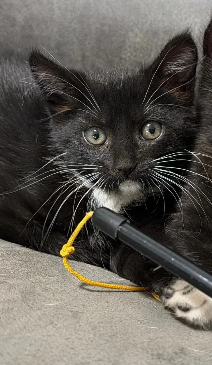 A baby extra large-sized female Black & White / Tuxedo Domestic Short Hair cat named Cricket INDOOR ONLY for adoption in Stockton, CA