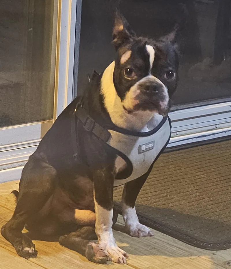 An adult medium-sized male Boston Terrier dog named Rocky for adoption in Van Vleck, TX