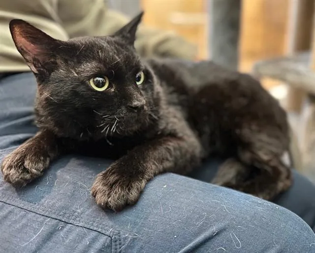 An adult medium-sized male Domestic Short Hair cat named Batman for adoption in Chula Vista, CA