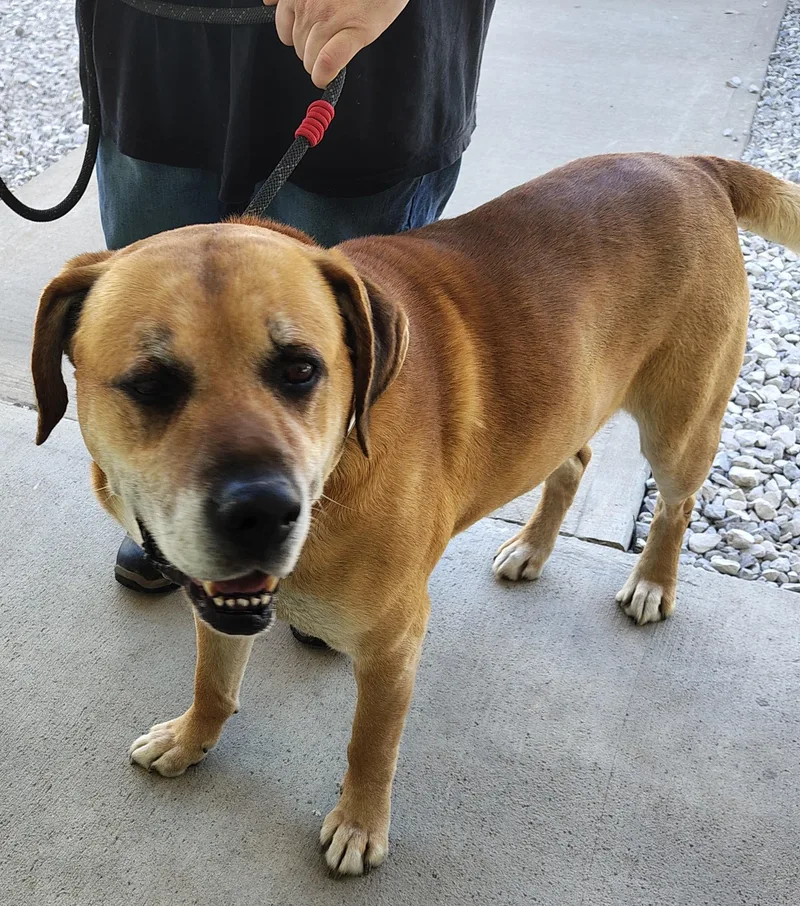 A senior large-sized male Labrador Retriever dog named Duke for adoption in Fayetteville, WV