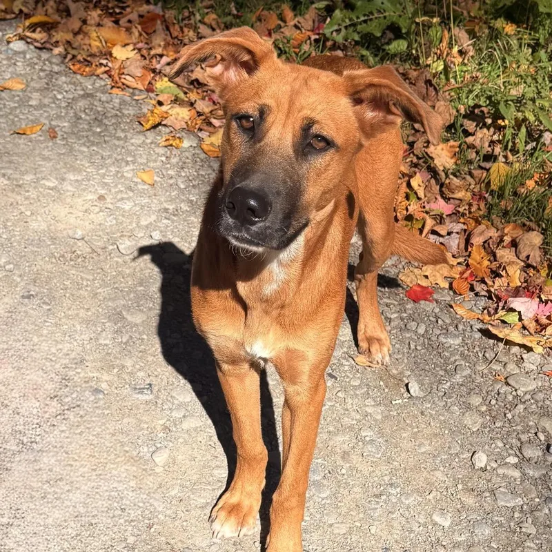 A young medium-sized female Red / Chestnut / Orange Black Mouth Cur dog named Treason for adoption in Milford, NY