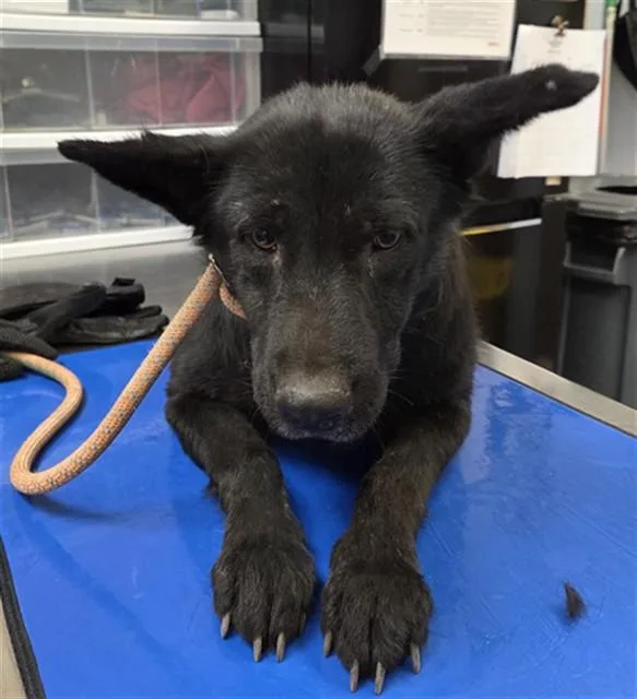 An adult large-sized female German Shepherd Dog dog named Clover for adoption in Phoenix, AZ